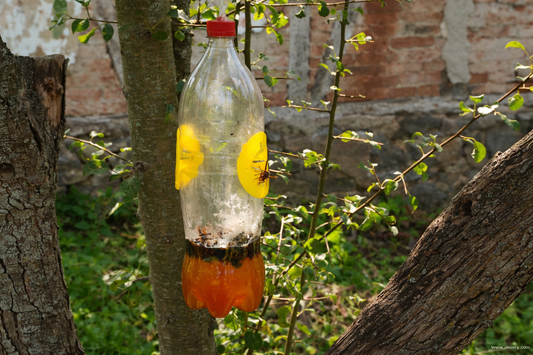 Where to Place Wasp Traps for Maximum Results (Most People Get This Wrong)