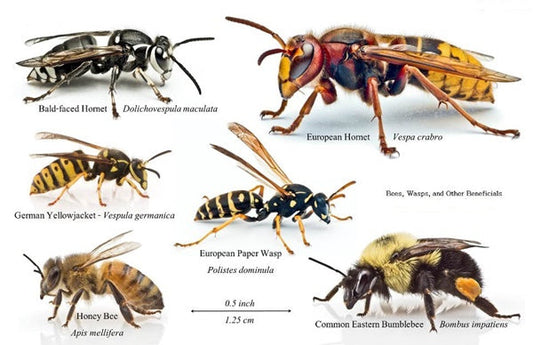 Wasp vs Hornet vs Yellowjacket: How to Identify & Control Them in 2026