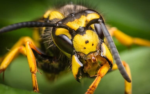 Why Wasps, Yellowjackets & Hornets Are Worse in 2026 (And How to Stop Them Early)